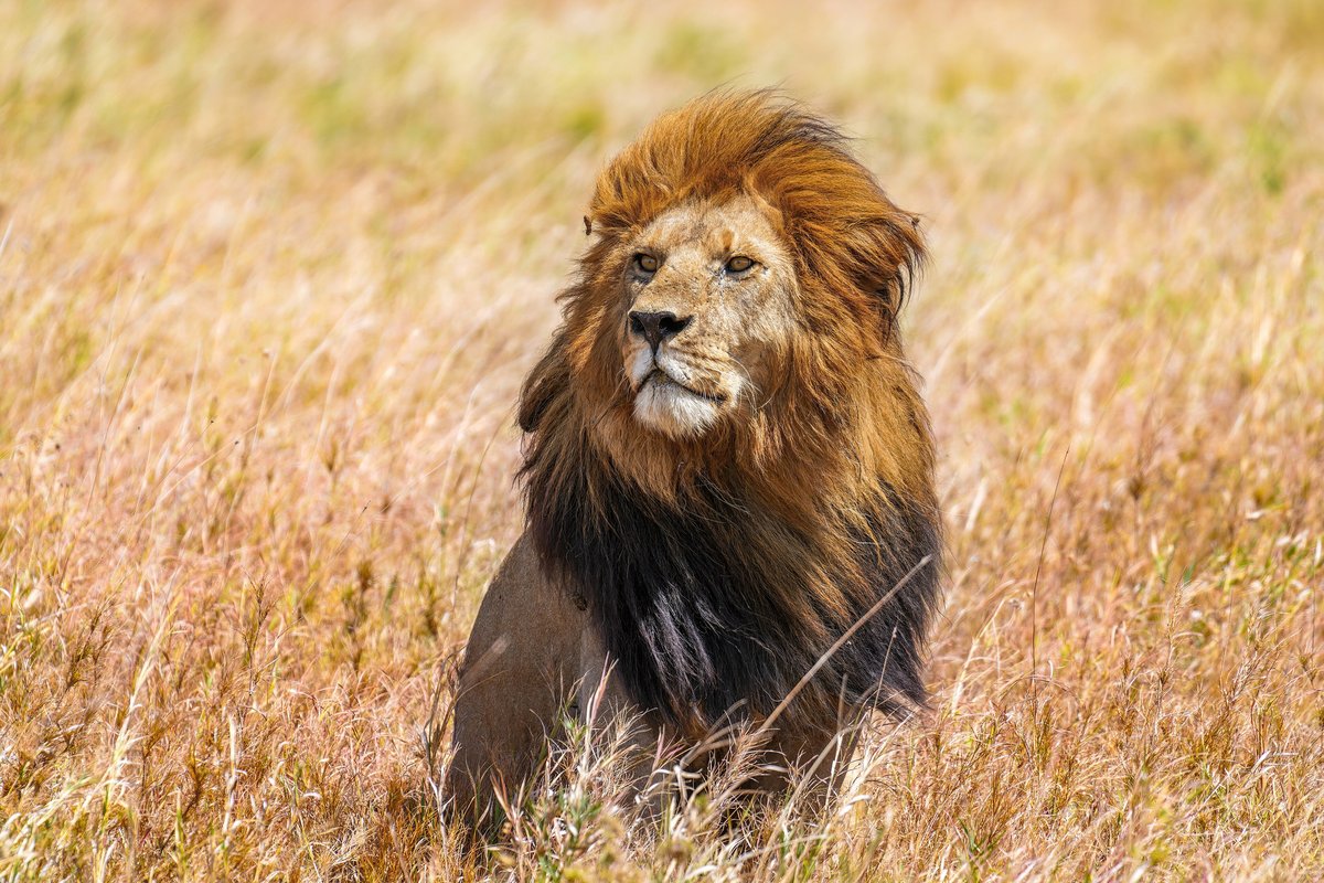 A lioness on the Serengeti plains, Tanzania